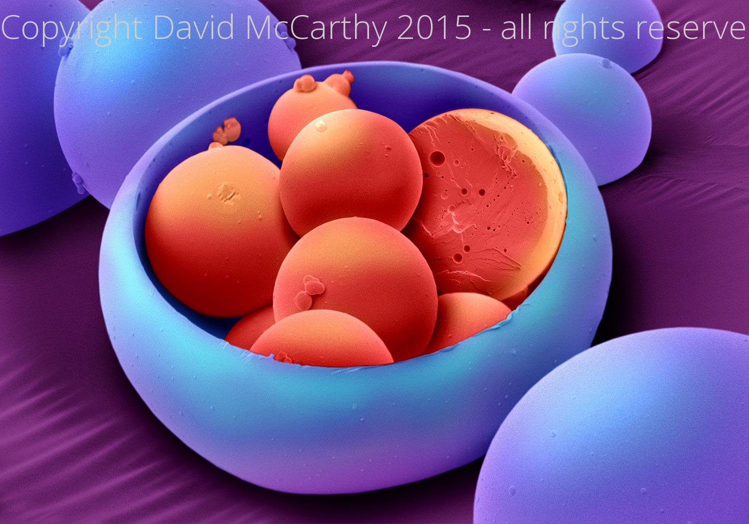 Polymer drug carrier