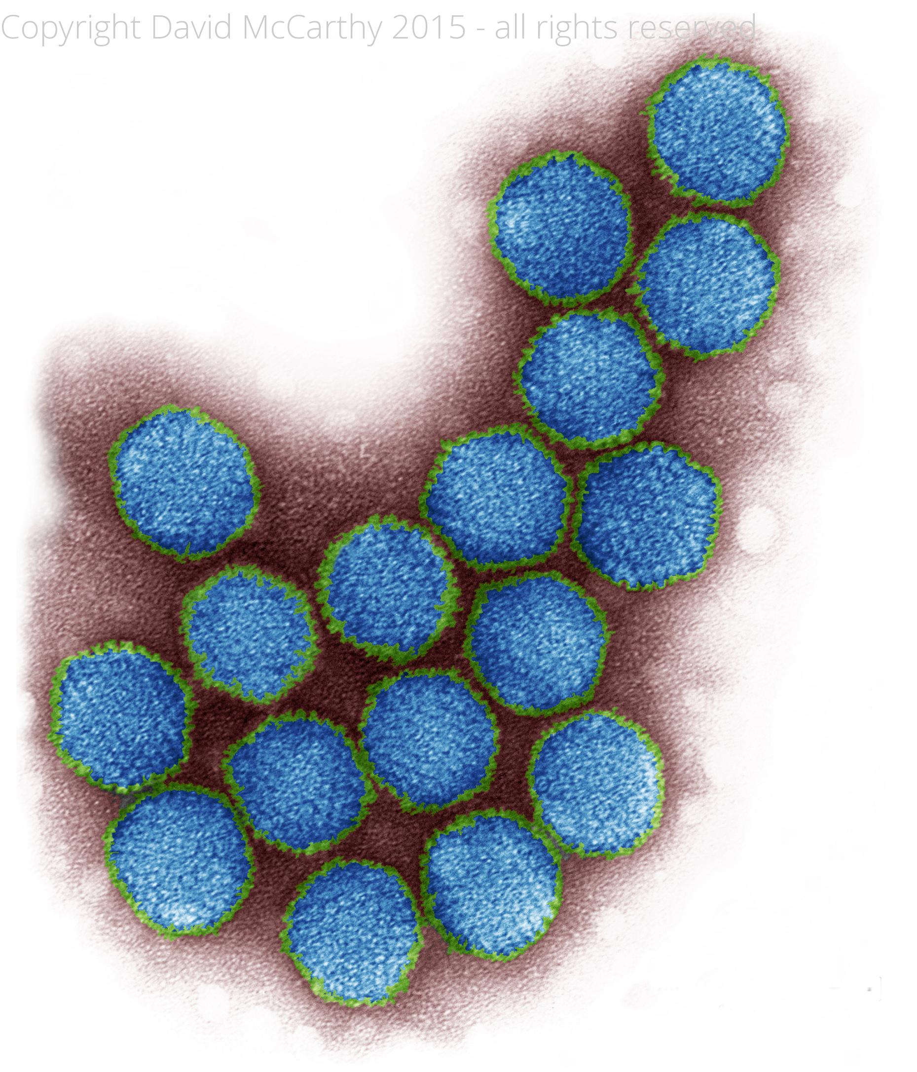 Adenovirus